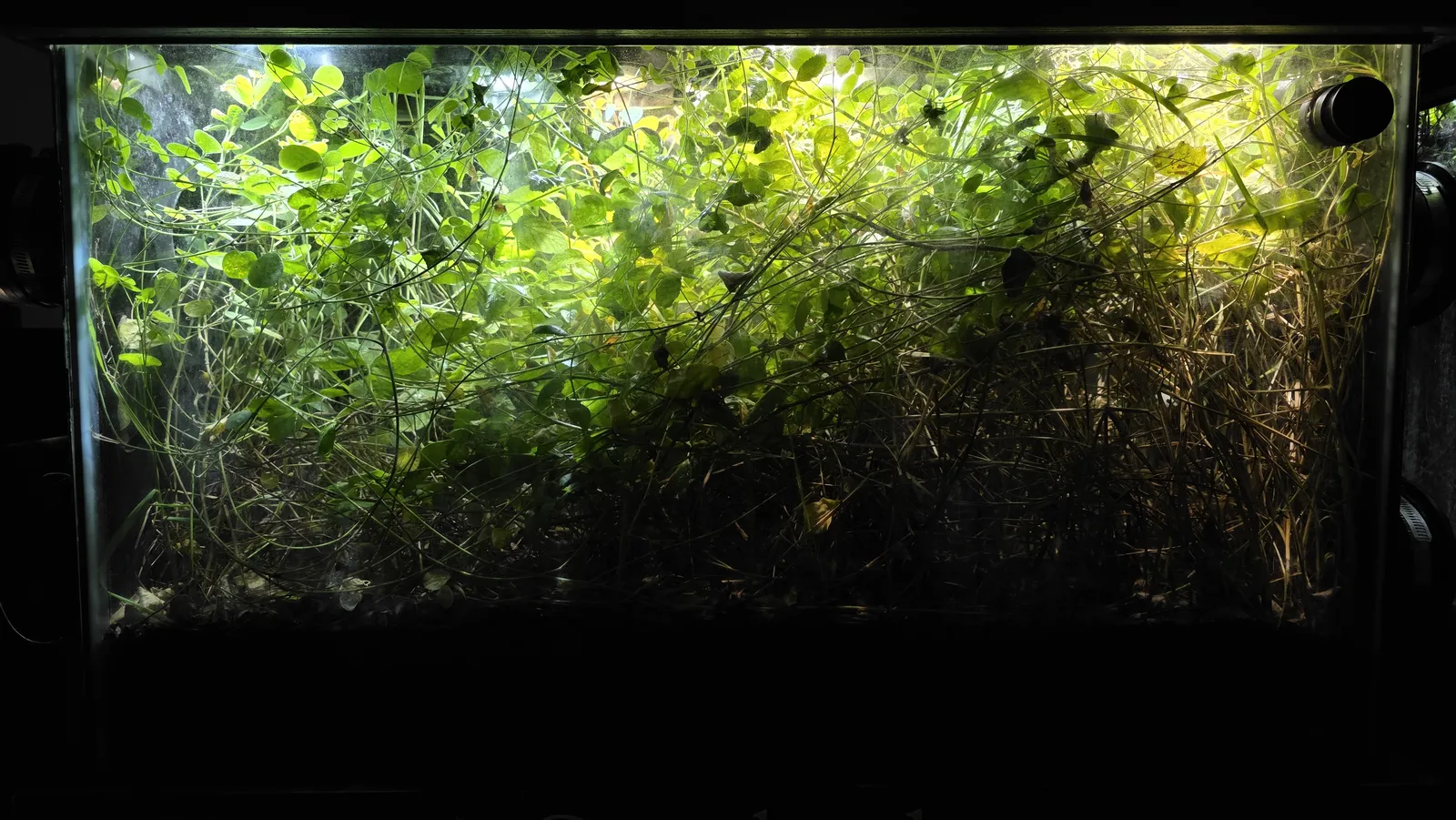 Current front-facing archive view of Lowland Meadow