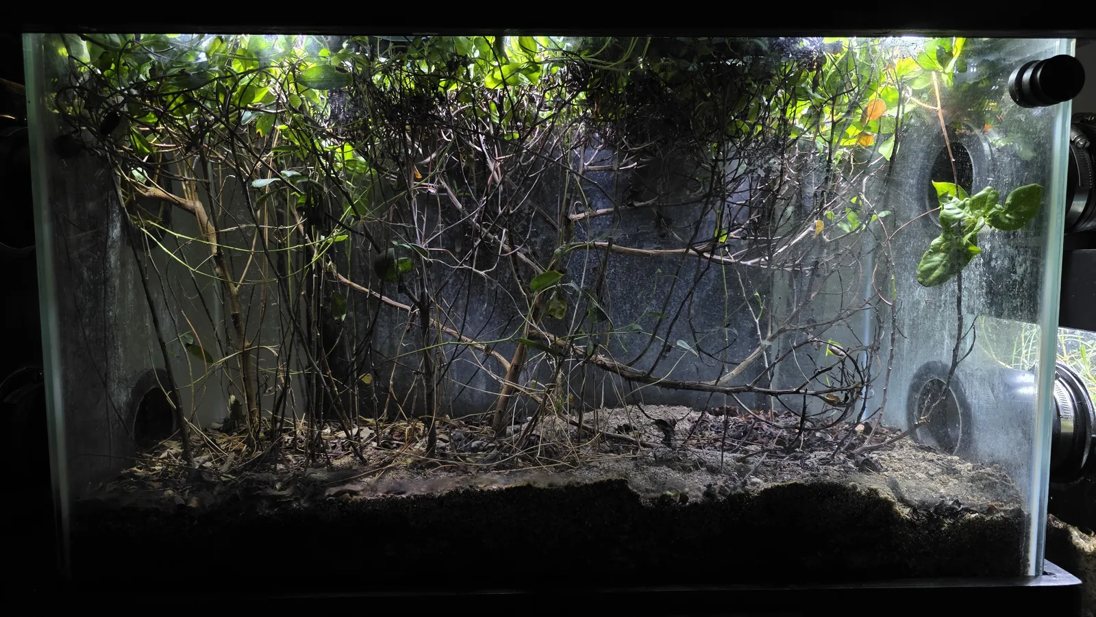 Current front-facing archive view of Mangrove Forest