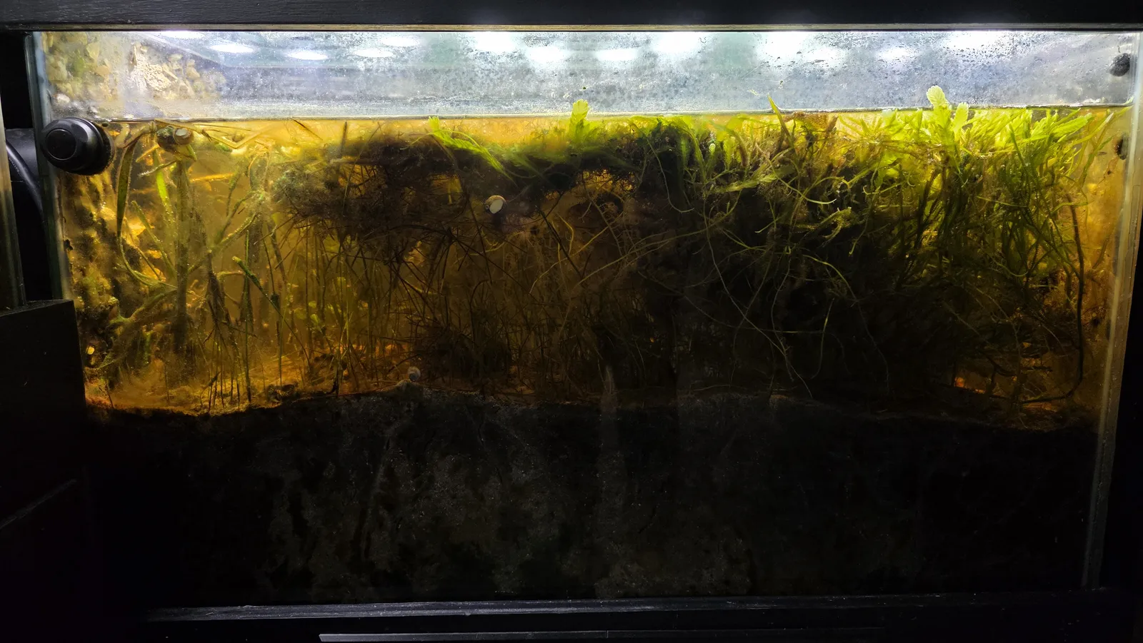 Current front-facing archive view of Seagrass Meadow