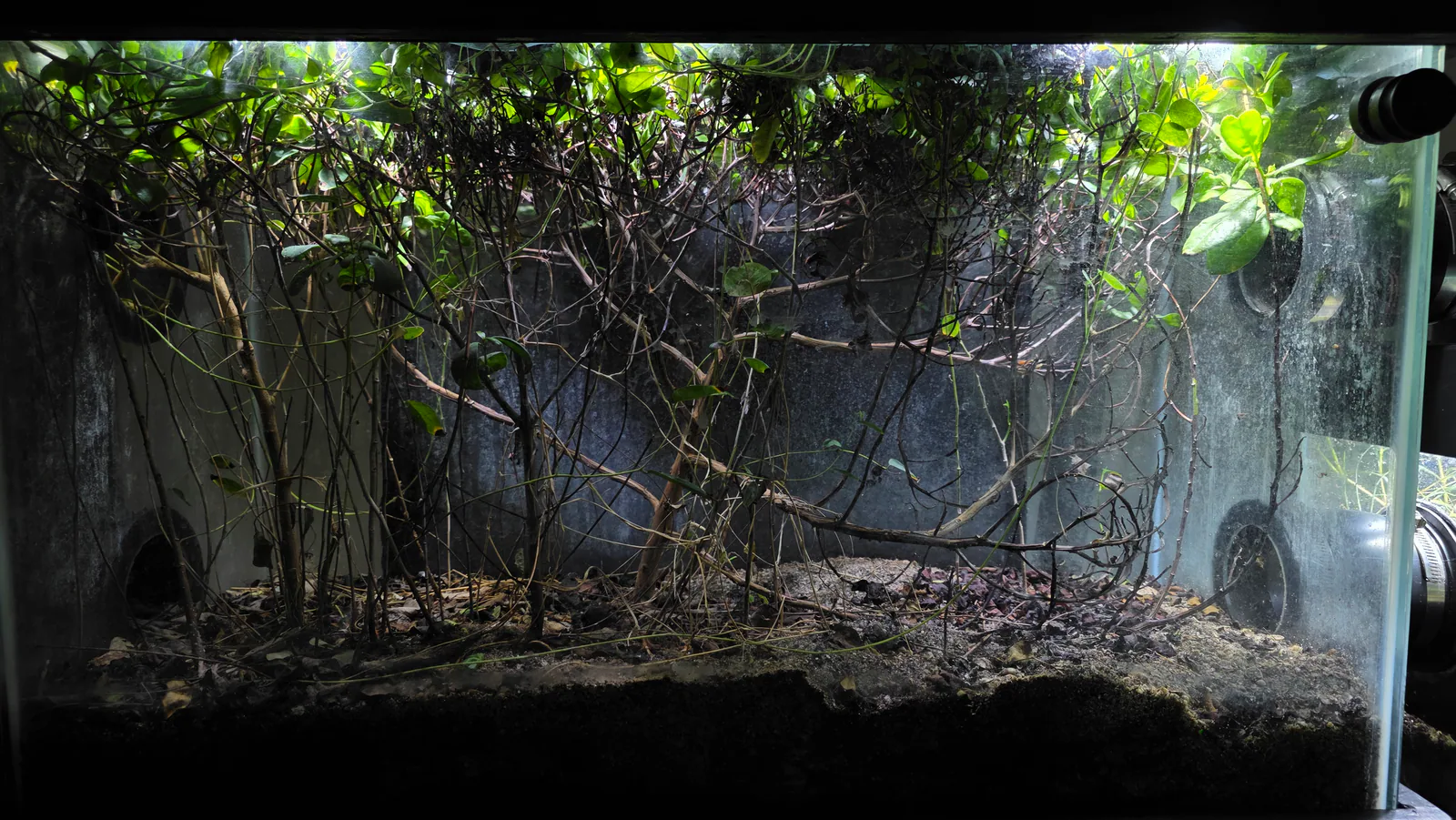 Mangrove Forest