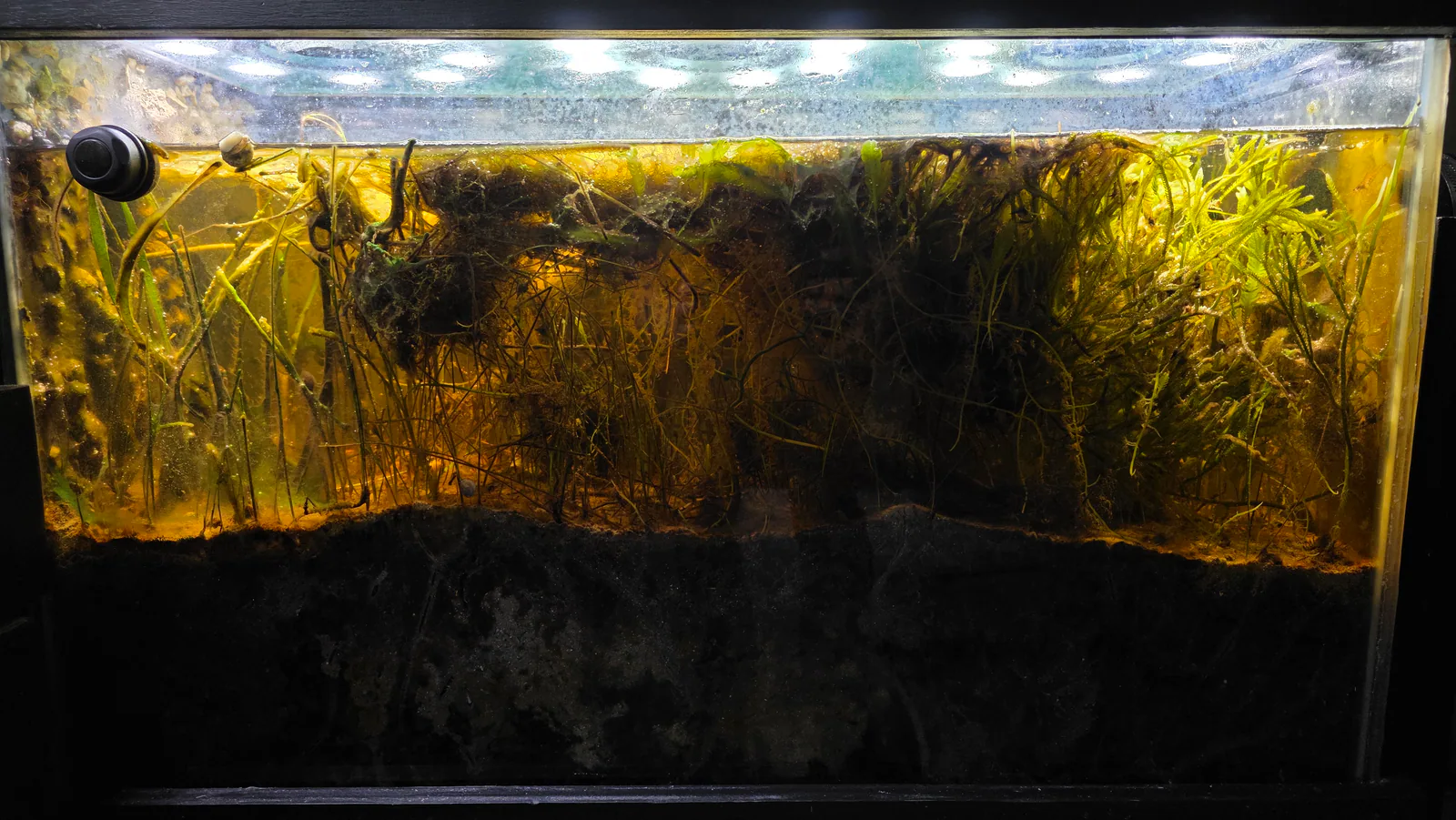 Seagrass Meadow