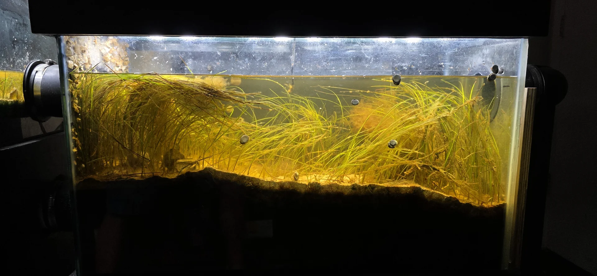 Seagrass Meadow