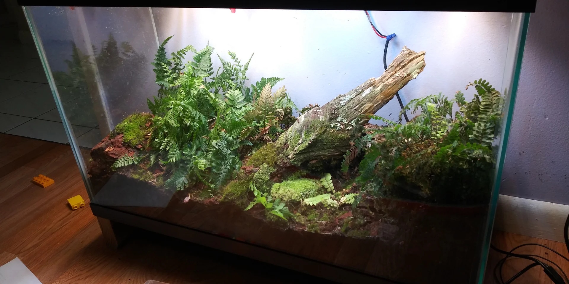 Early miniBIOTA terrarium with ferns, moss, bark, and a large piece of wood.