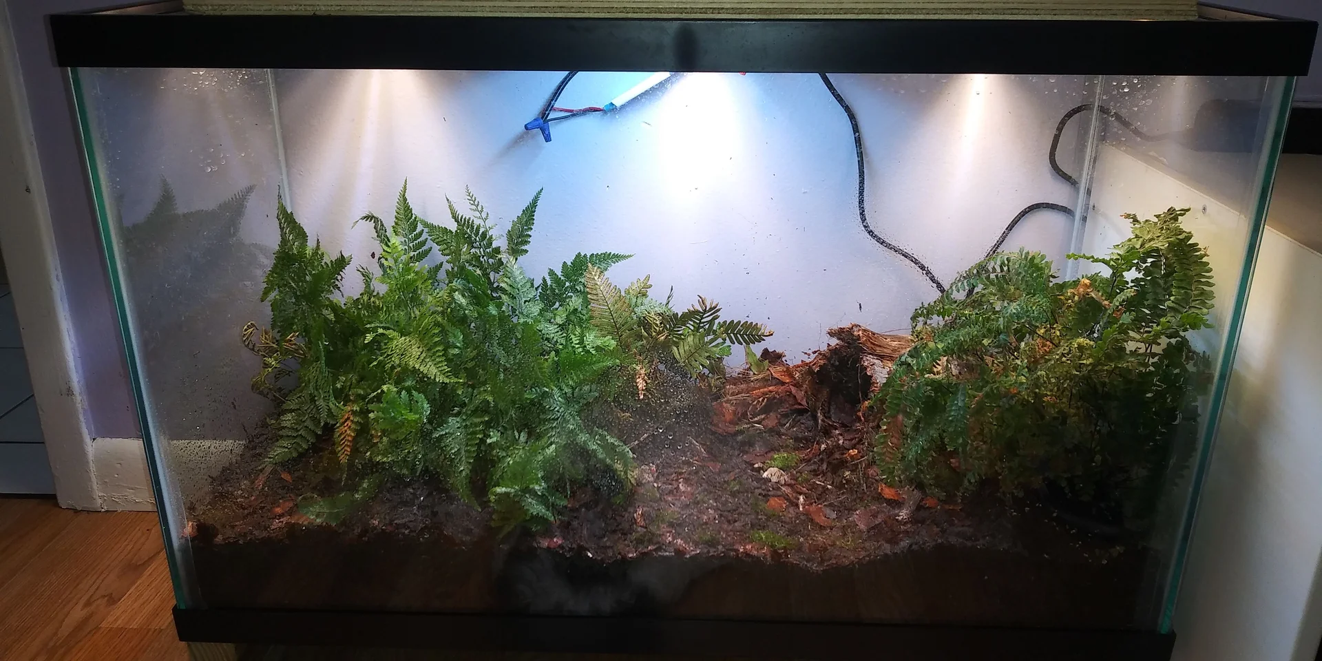 Early miniBIOTA terrarium with ferns, soil, bark, and overhead lighting.