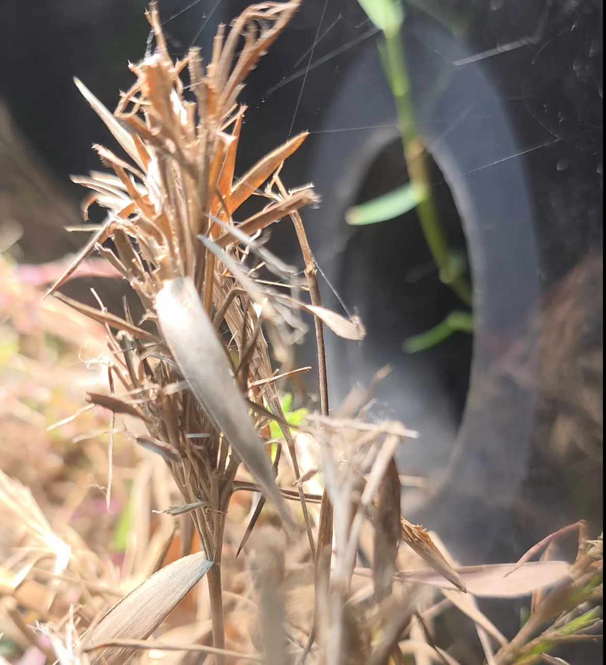 Dry plant stems and grass fragments in a terrestrial miniBIOTA habitat.