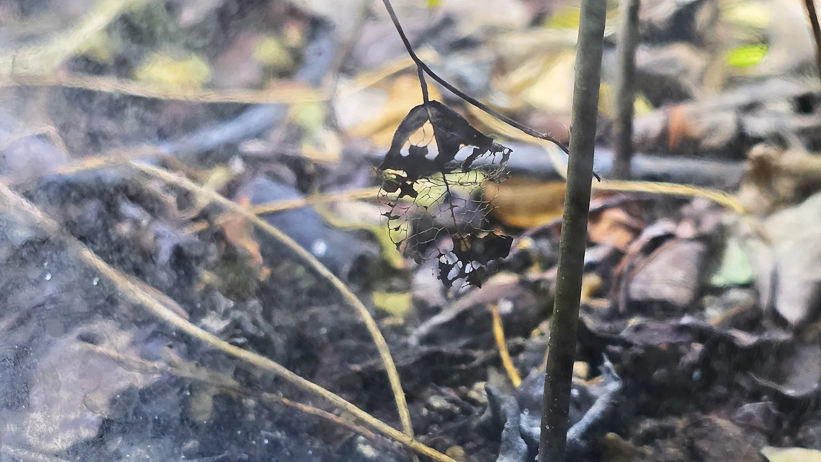 Torn decomposing leaf material suspended among stems and leaf litter.