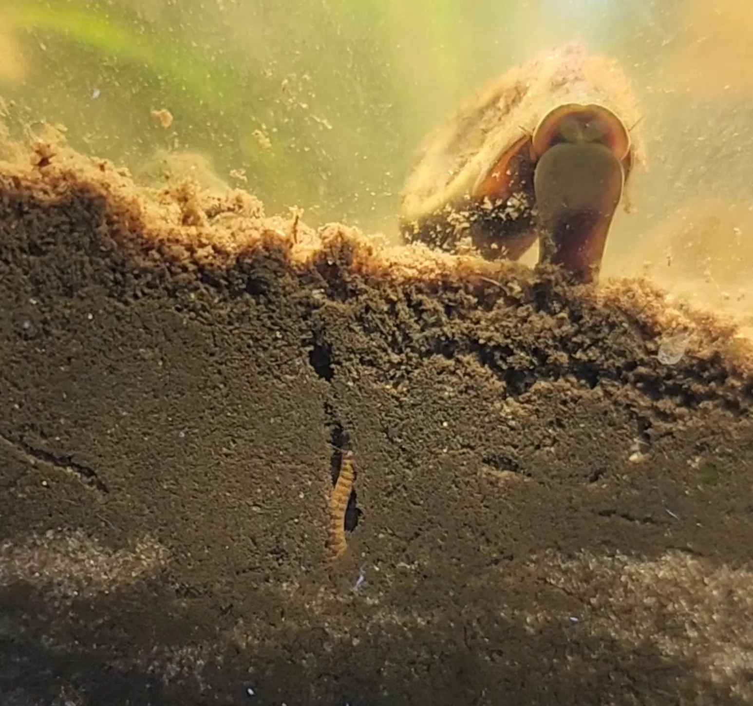 Aquatic sediment layer with a ramshorn snail and organic debris near the glass.