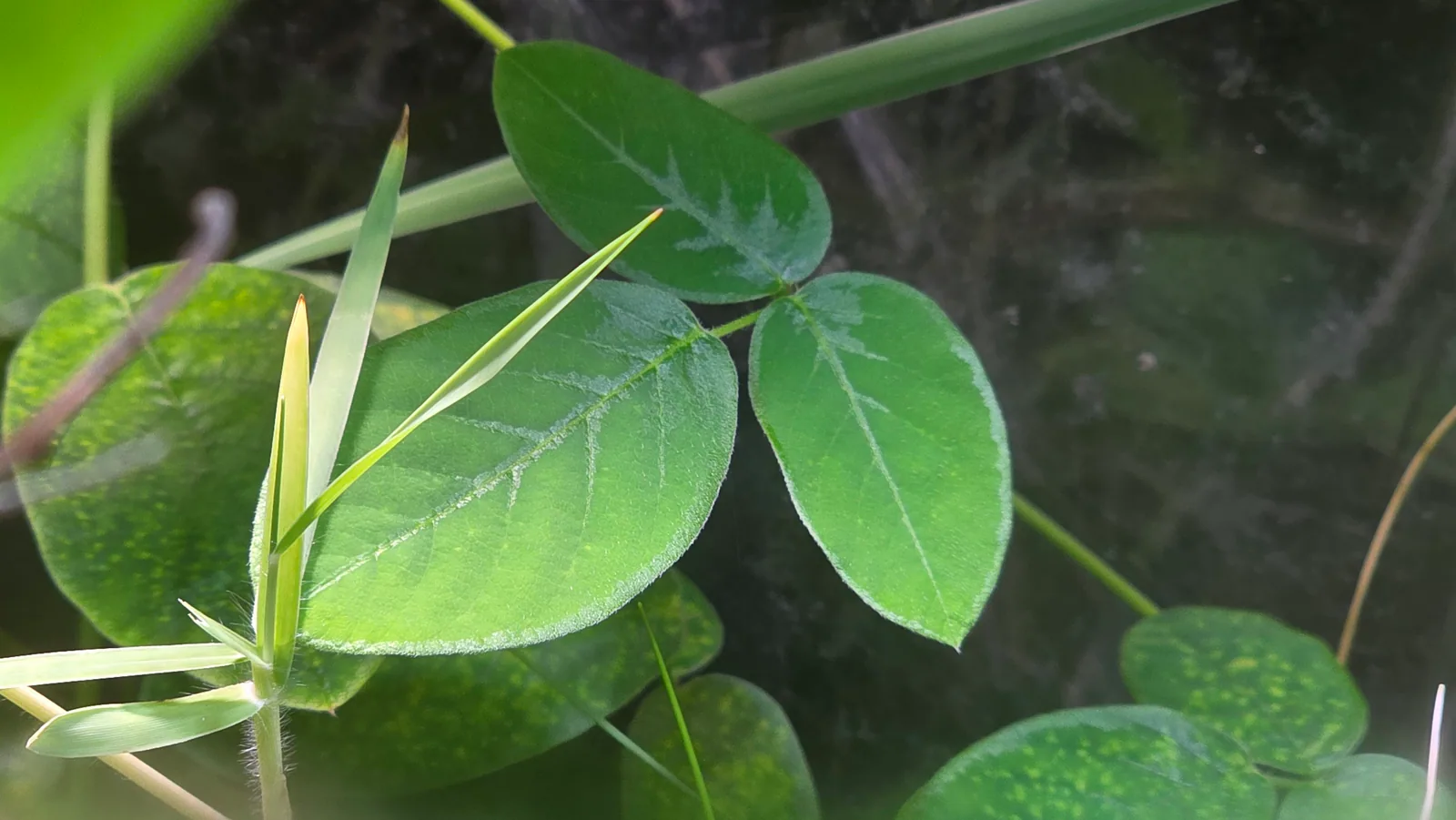 Close-up of green plant leaves and new shoots in miniBIOTA.