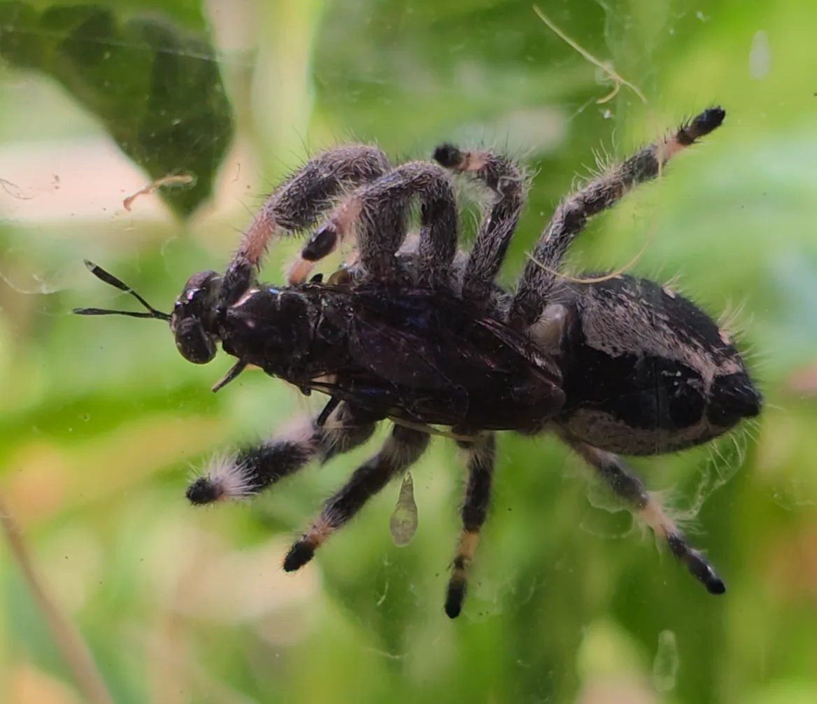 Jumping spider holding a dark winged insect against the enclosure glass.