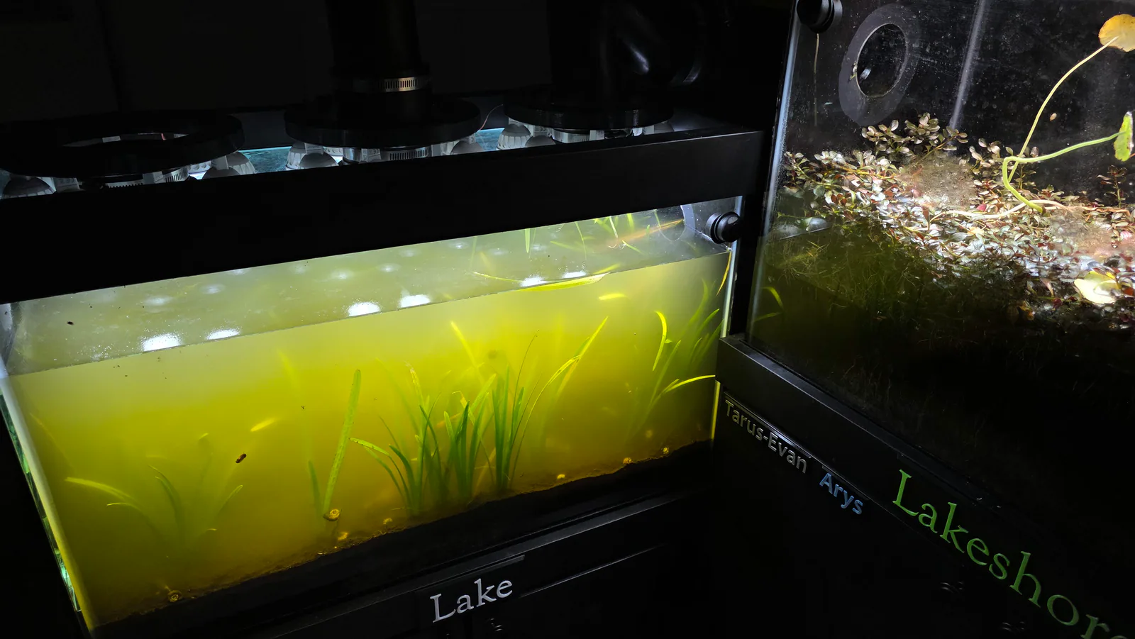 Freshwater realm tanks with lake water, aquatic plants, and an adjacent lakeshore habitat.