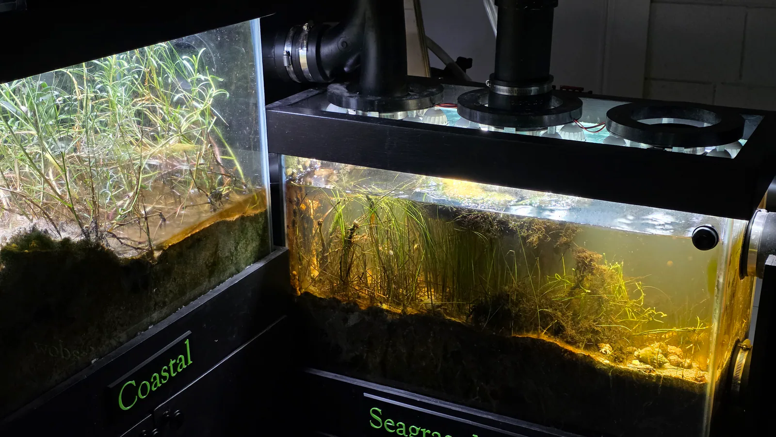 Saltwater realm tanks with coastal and seagrass habitats inside the miniBIOTA cabinet.