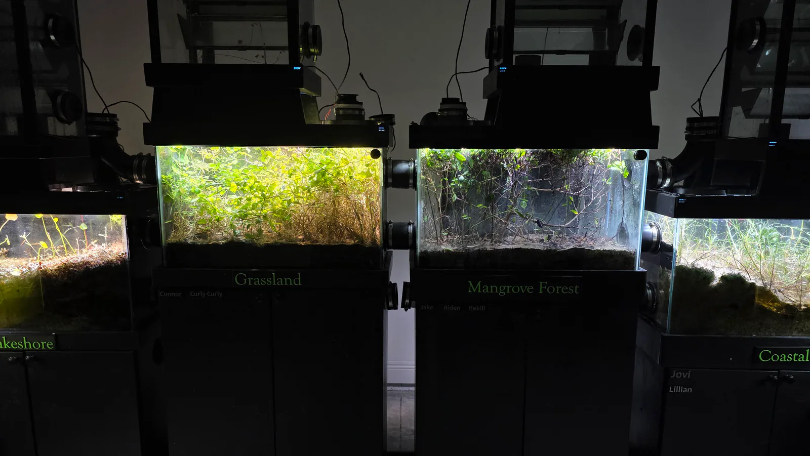 Terrestrial realm tanks with grassland and mangrove forest habitats in the miniBIOTA cabinet.