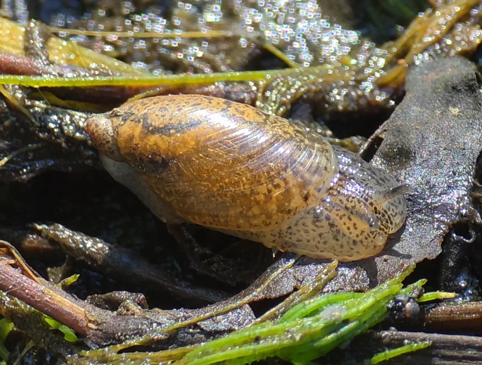 Amber Snail