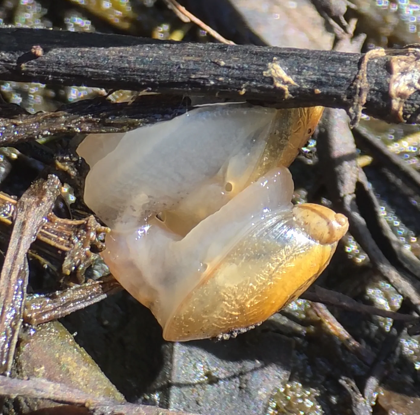 Additional species gallery photo for Amber Snail (Succinea sp.) in miniBIOTA.