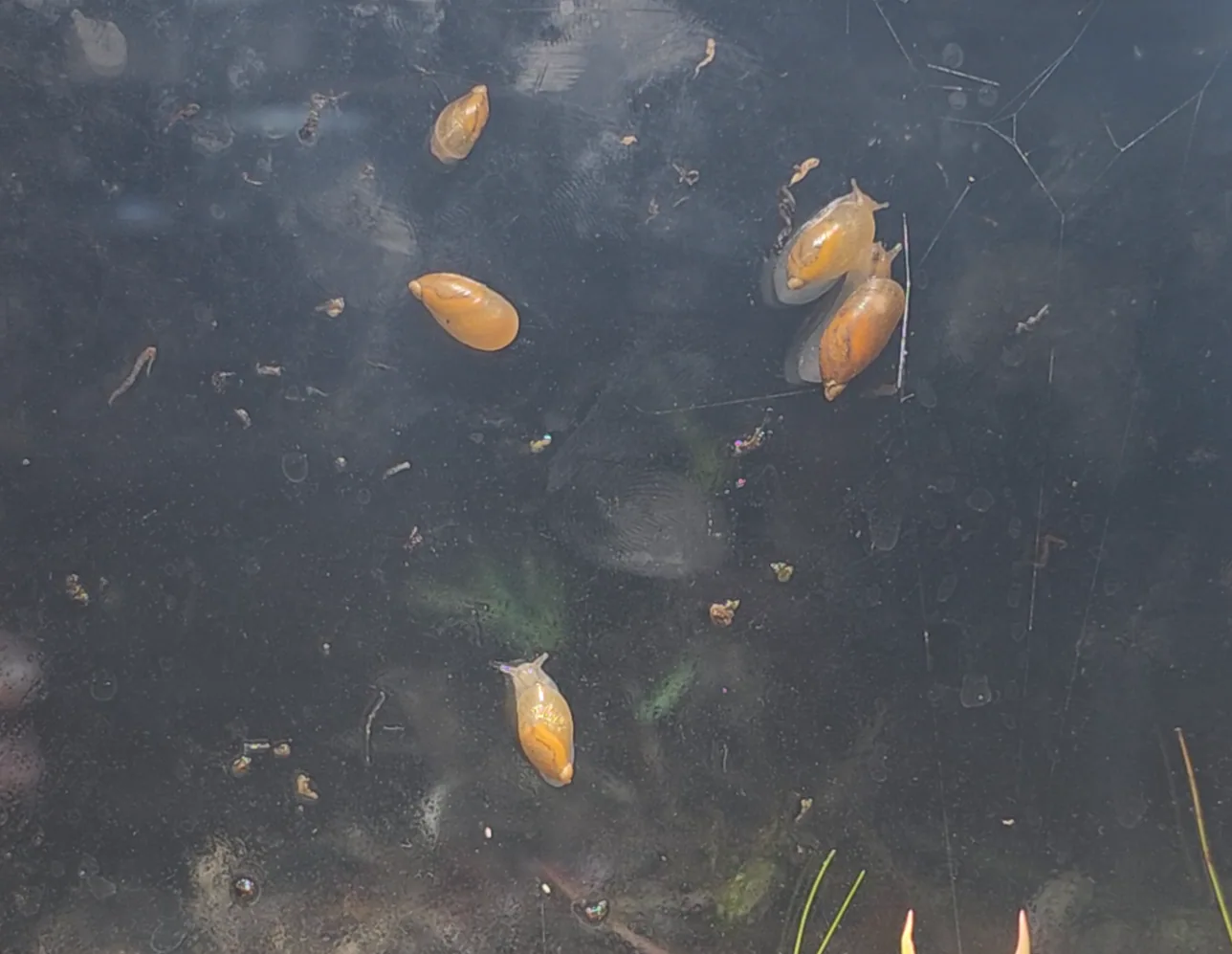 Additional species gallery photo for Amber Snail (Succinea sp.) in miniBIOTA.