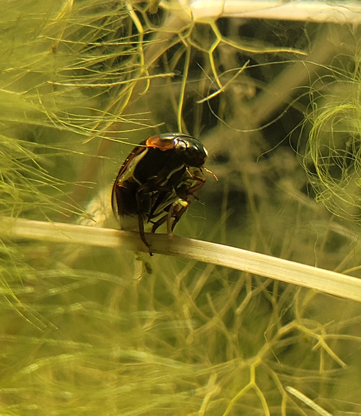 Aquatic Beetle