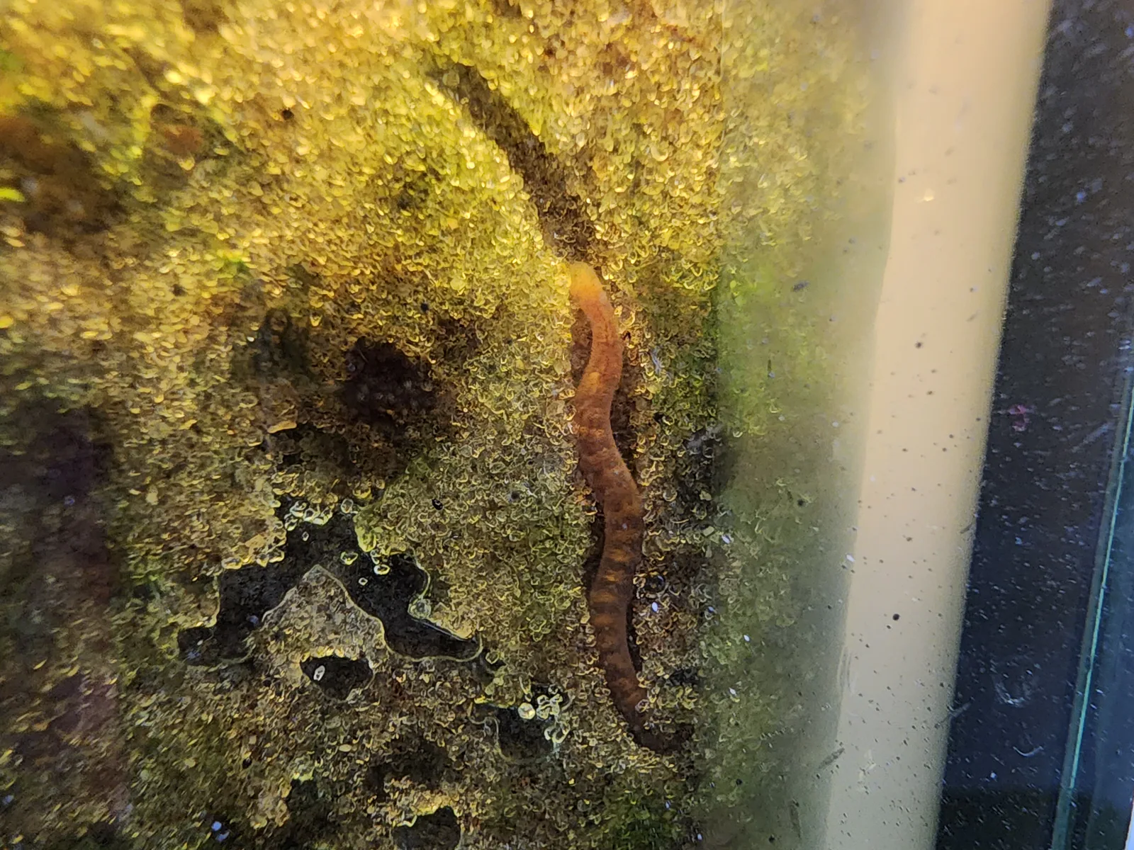 Aquatic Earthworm