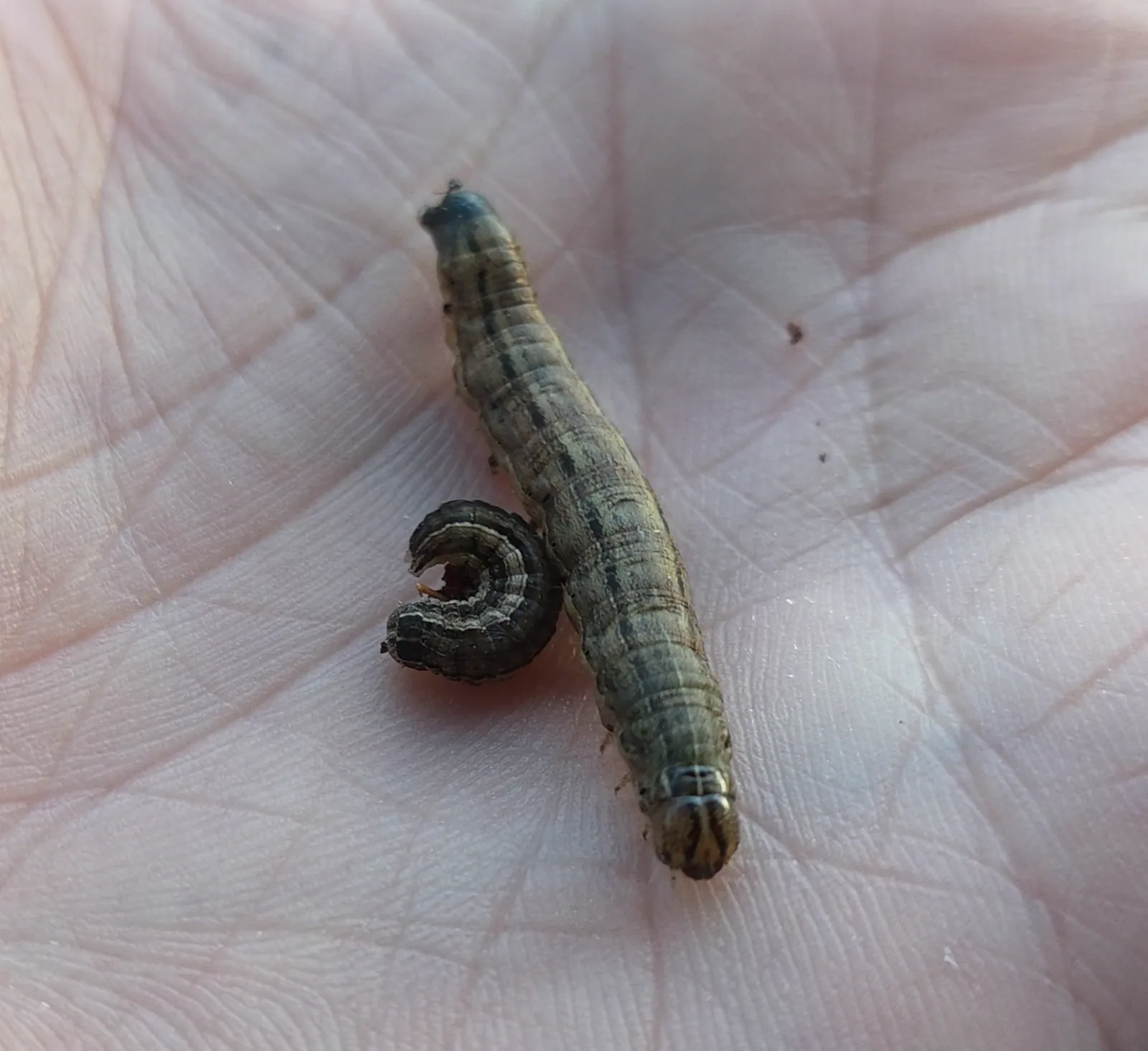 Armyworm