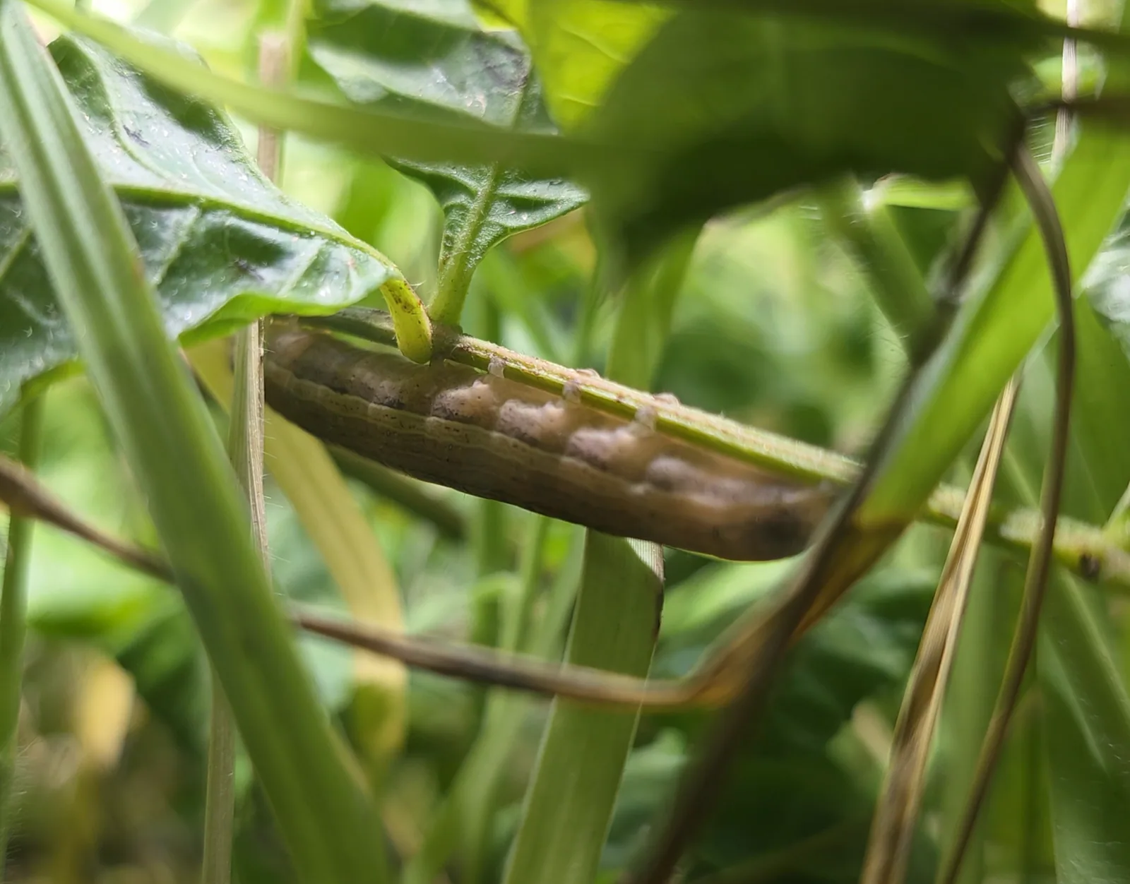 Armyworm