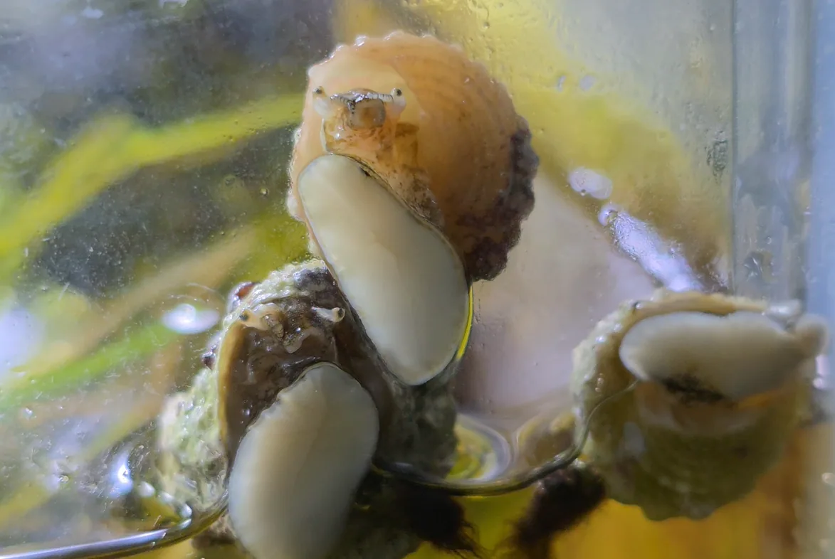 Astraea Snail