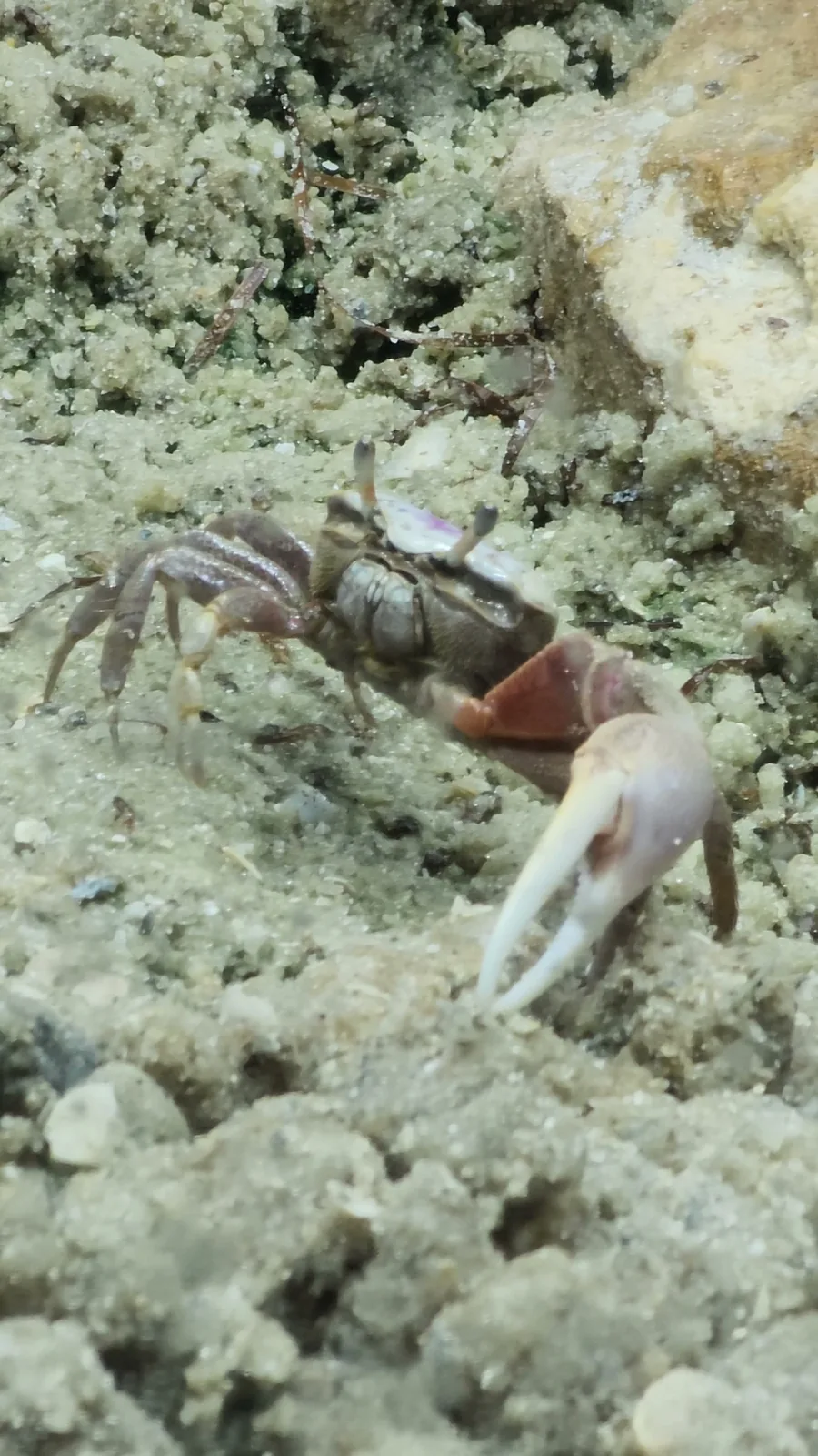 Atlantic sand fiddler crab moving across sandy substrate in the miniBIOTA shore habitat.