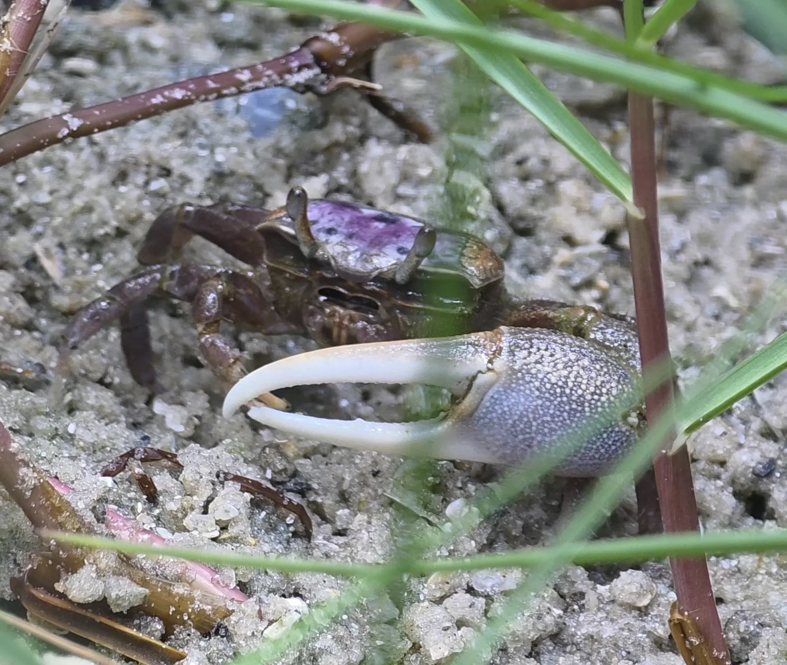 Atlantic Sand Fiddler Crab