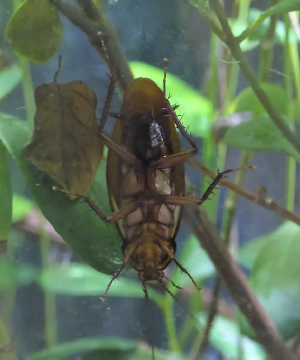 Australian Cockroach