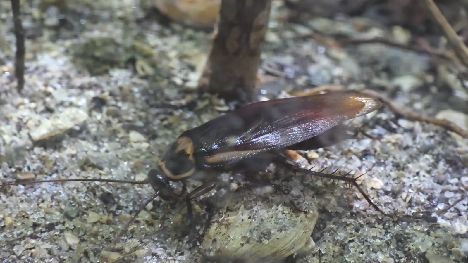 Australian Cockroach