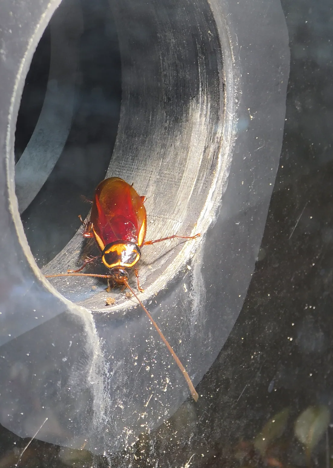 Australian Cockroach