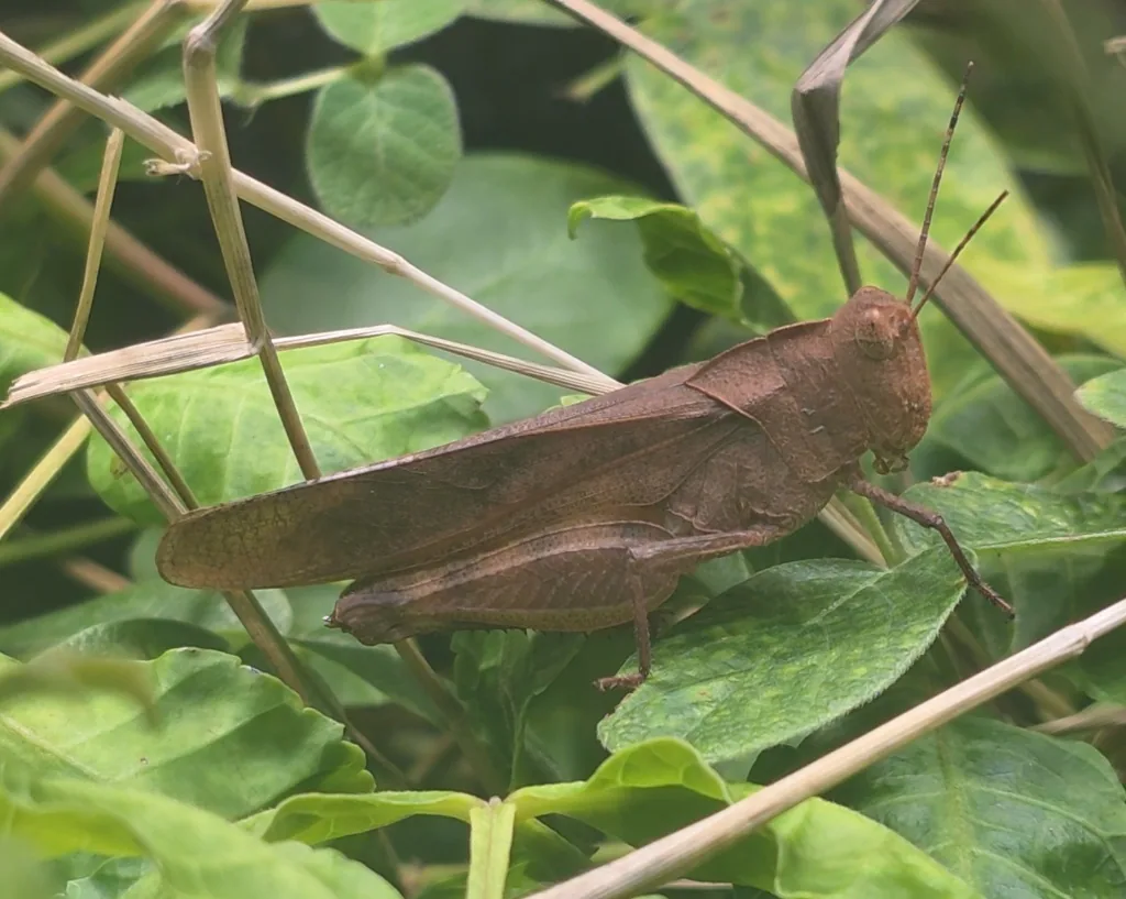 Autumn Yellow-winged Grasshopper