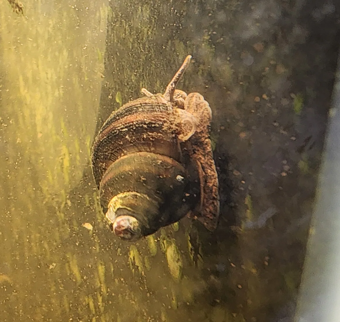 Banded Mystery Snail