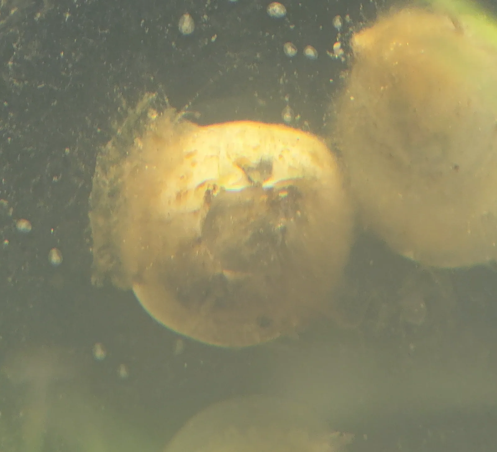 Bay barnacle