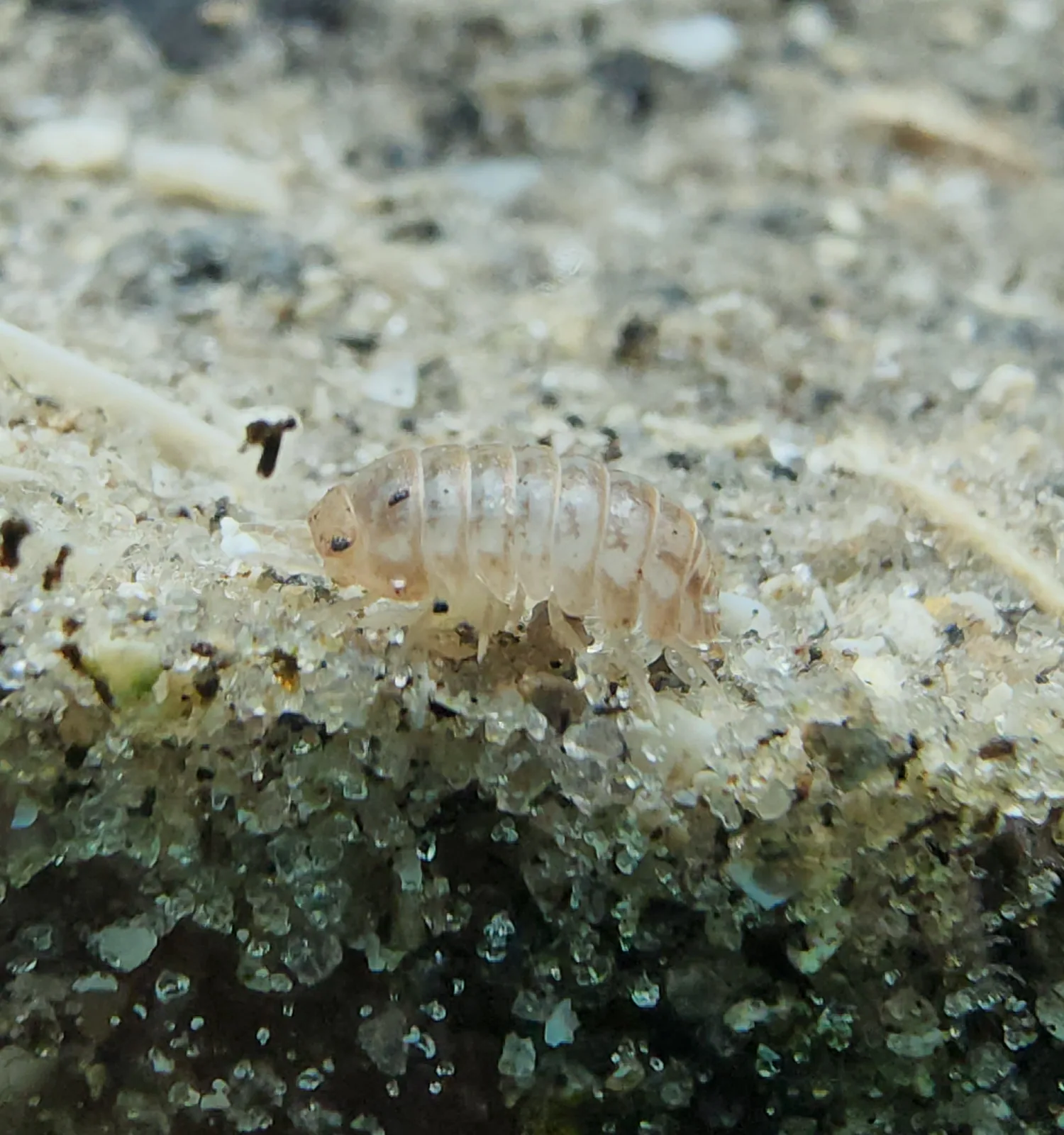Beach Pillbug