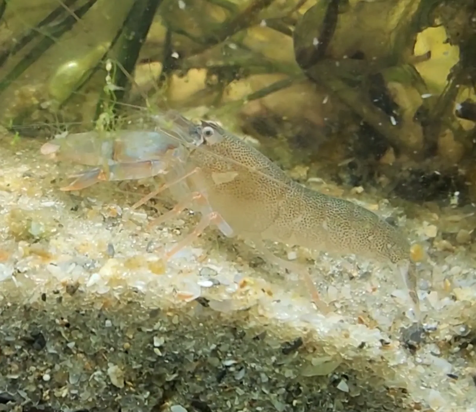 Big Claw Snapping Shrimp