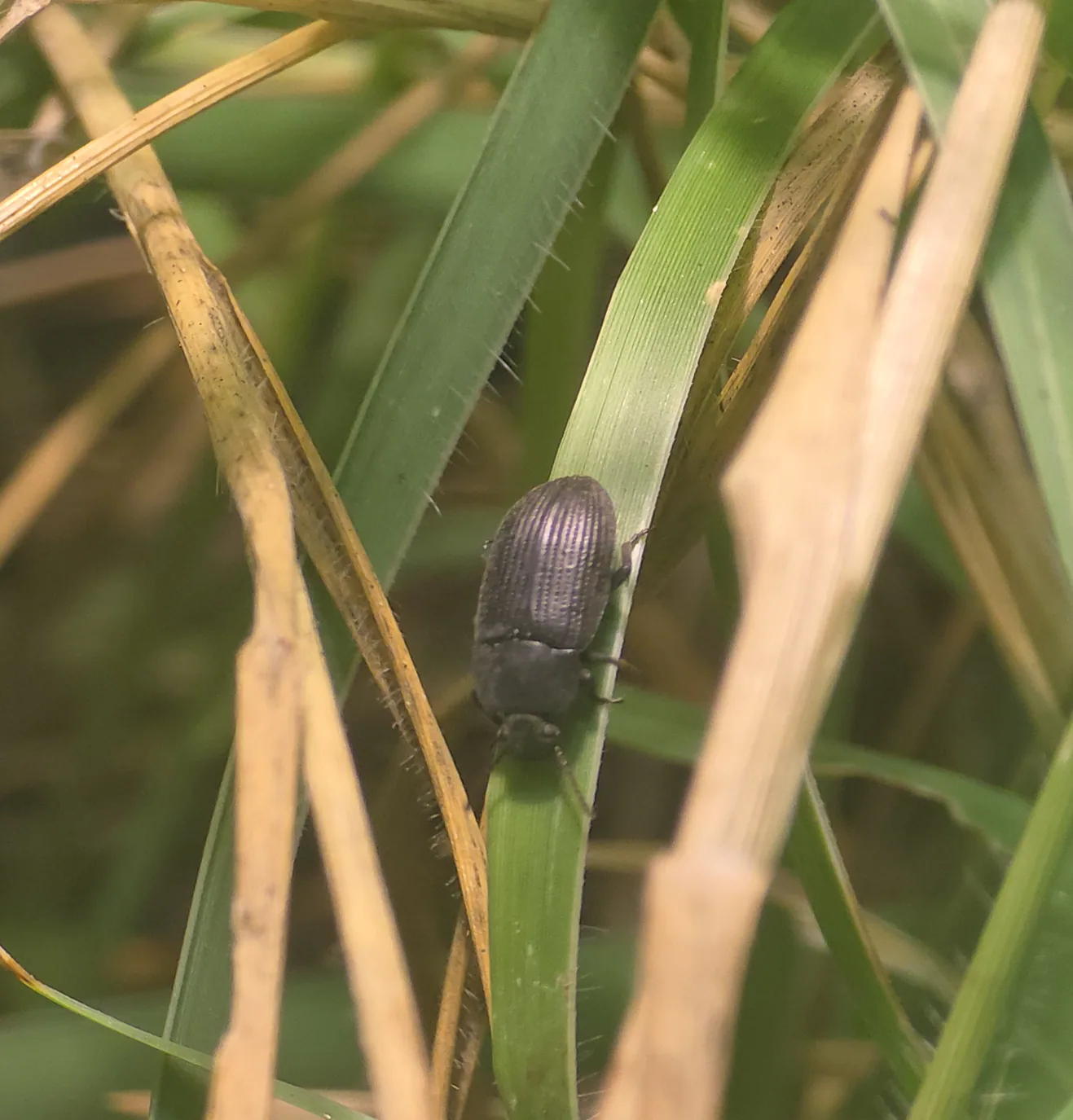 Black Beetle