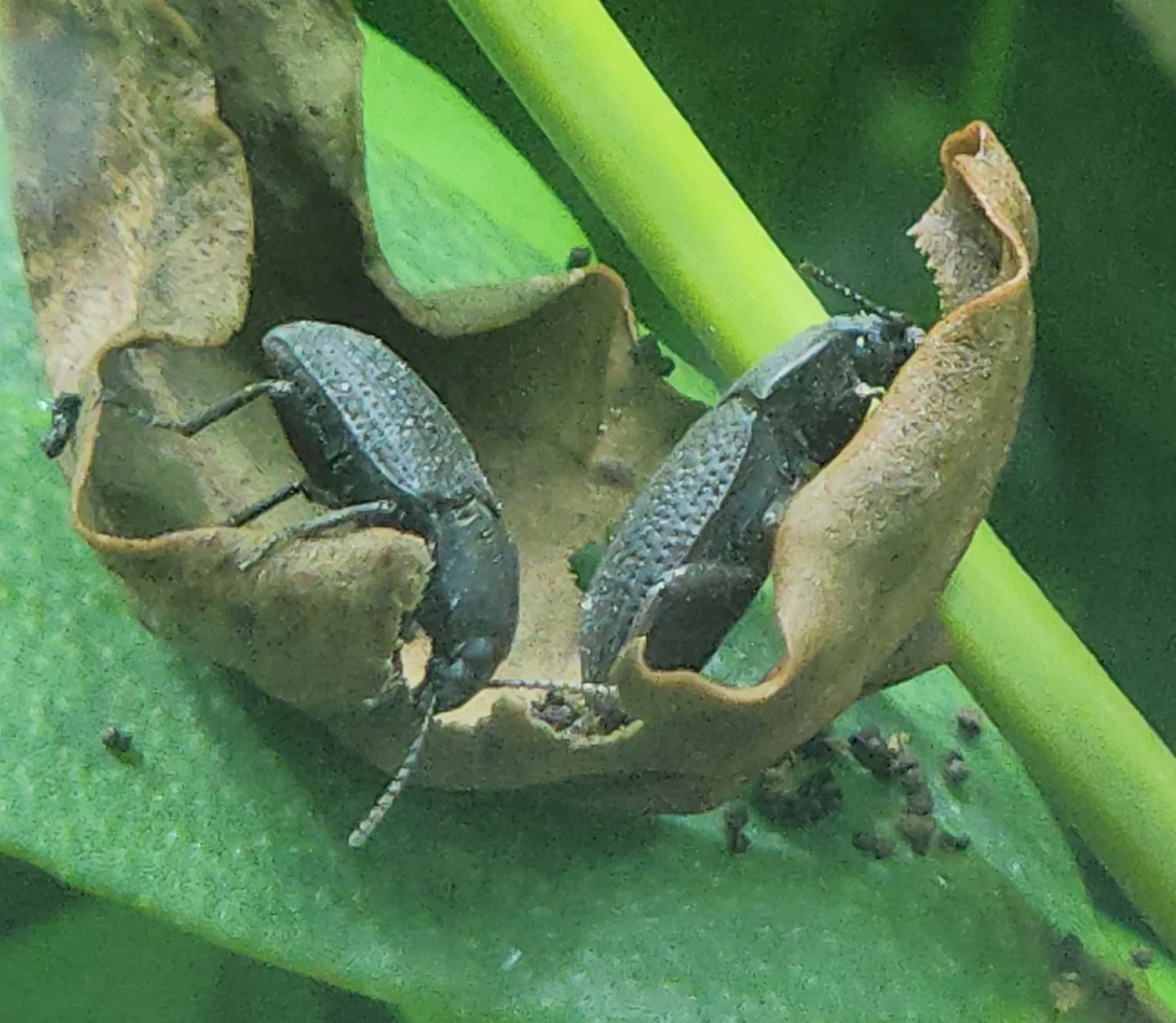 Black Beetle