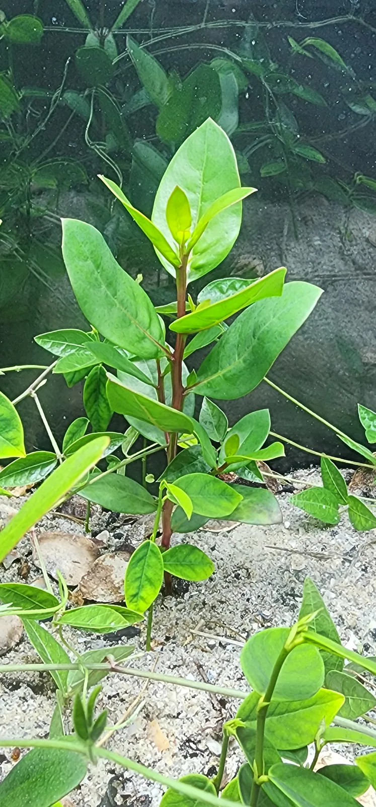 Black Mangrove
