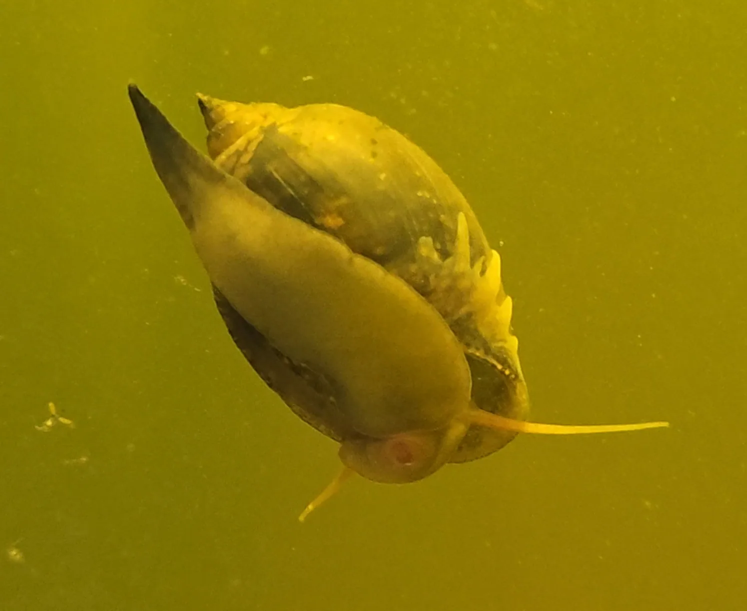 Bladder snail Hero image pending review.
