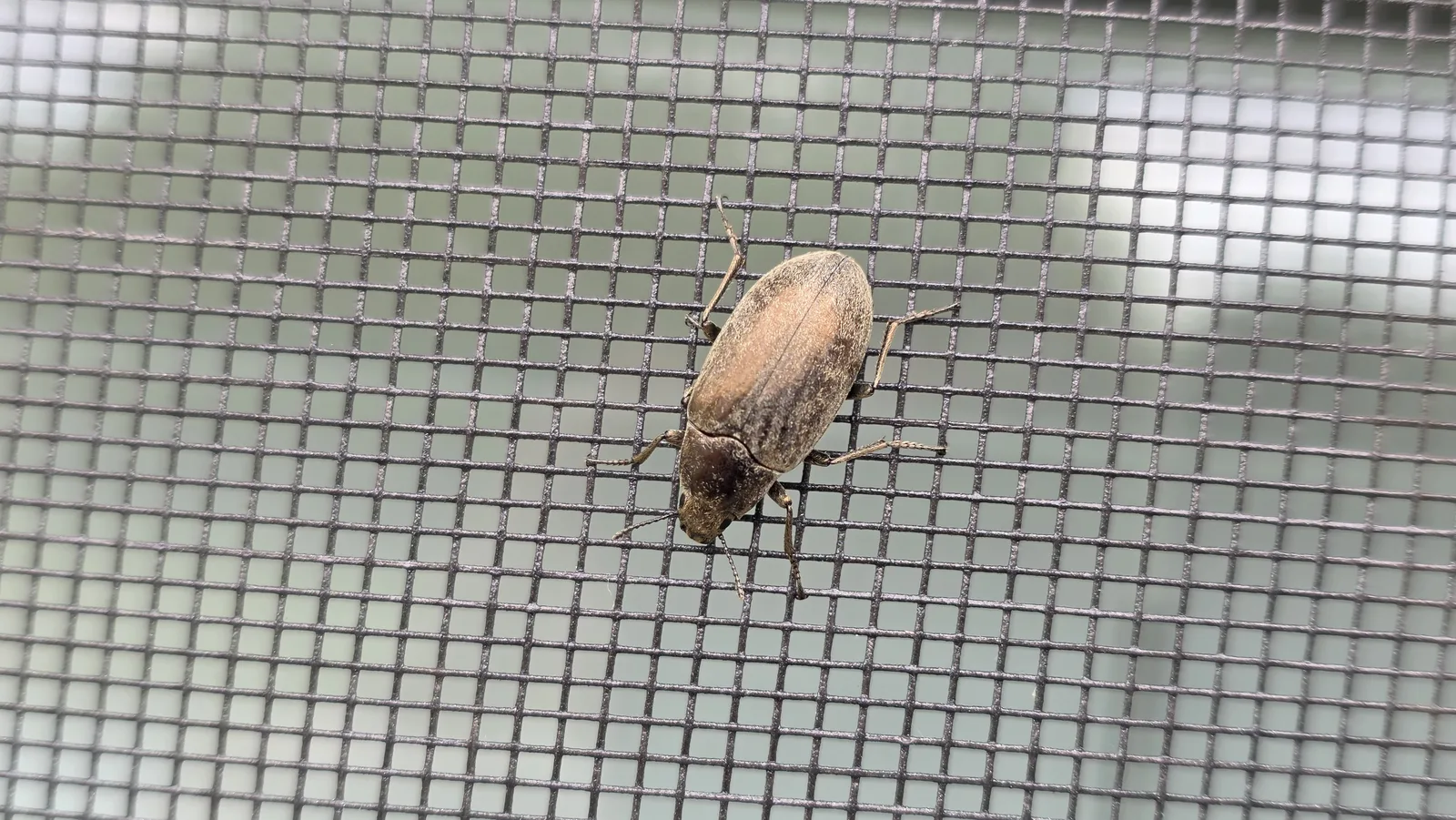 A bronze-brown darkling beetle seen from above on dark window screen mesh, its grooved wing covers dusted with fine pale hairs.