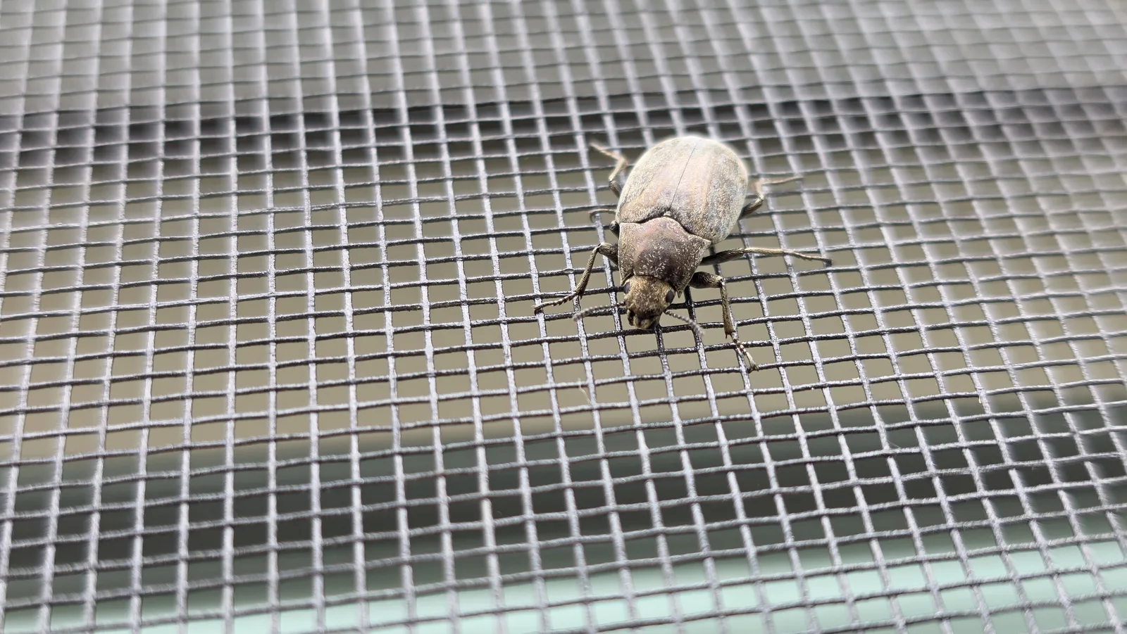 A bronze-brown darkling beetle facing the camera on window screen mesh, showing its small head, beaded antennae and textured, hairy thorax.