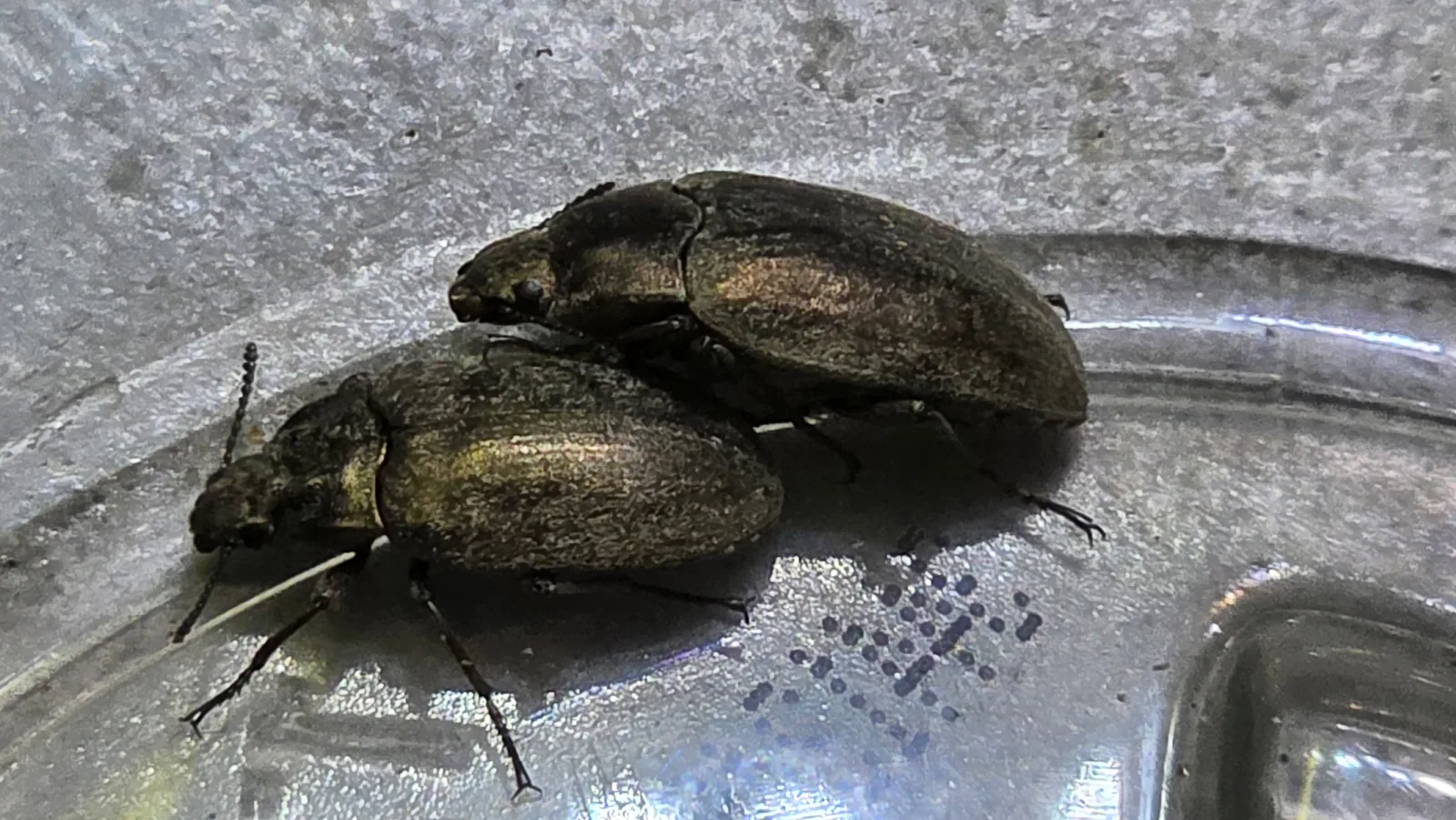 Two bronze darkling beetles on a clear plastic surface, one crawling over the back of the other.