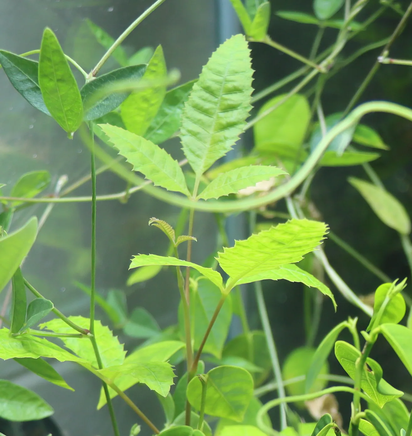 Brazilian Peppertree