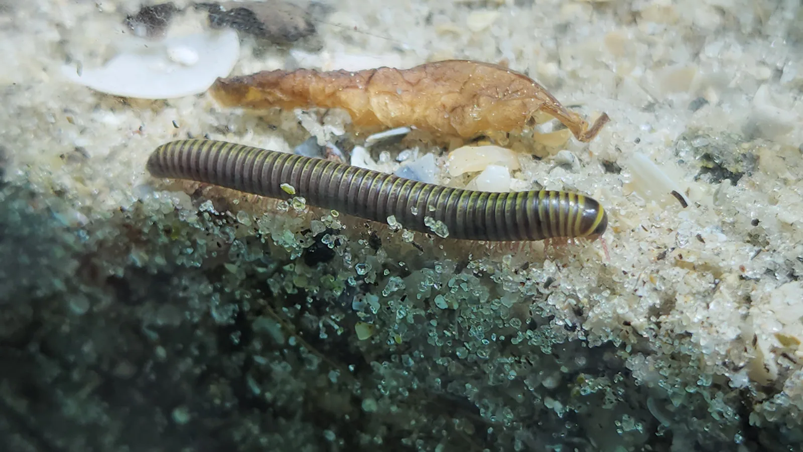 Bumblebee Millipede