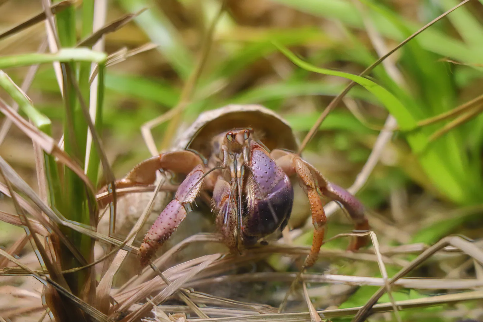 Caribbean Hermit Crab