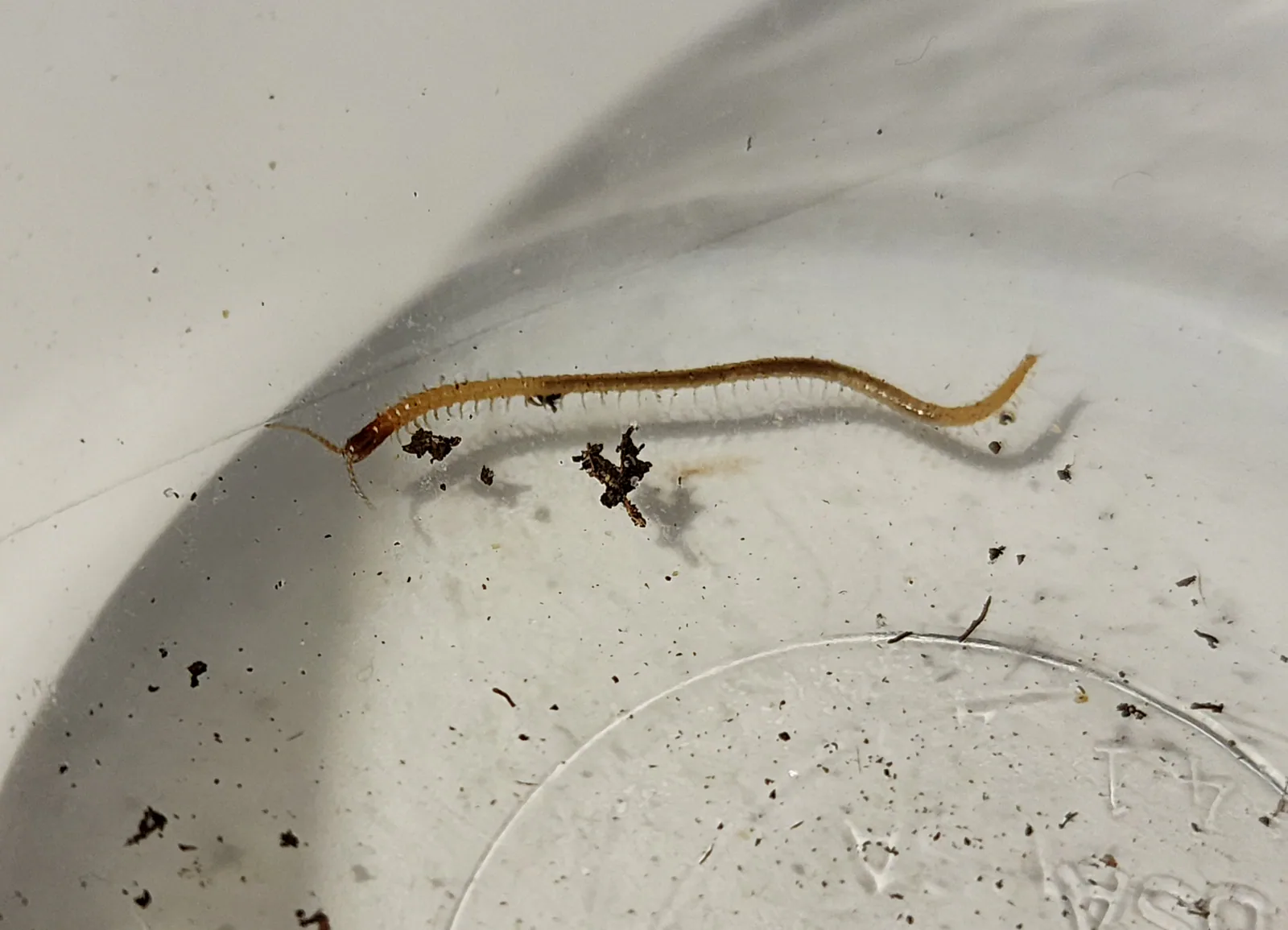 Centipede