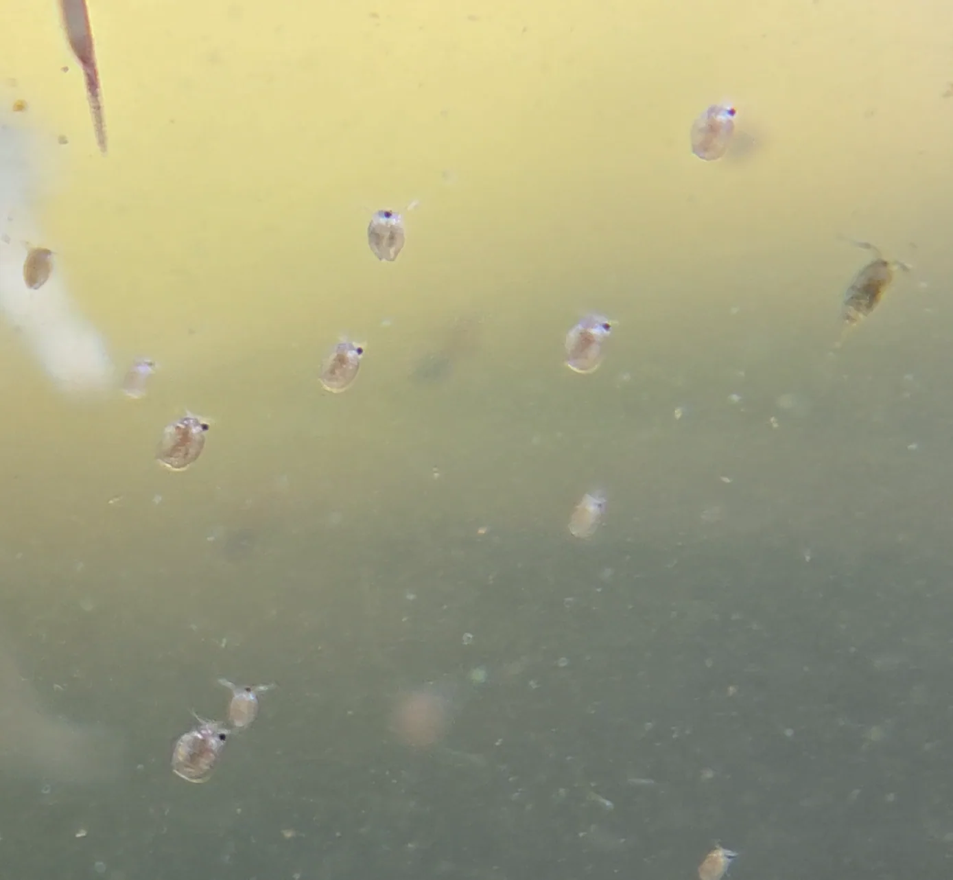 Ceriodaphnia dubia