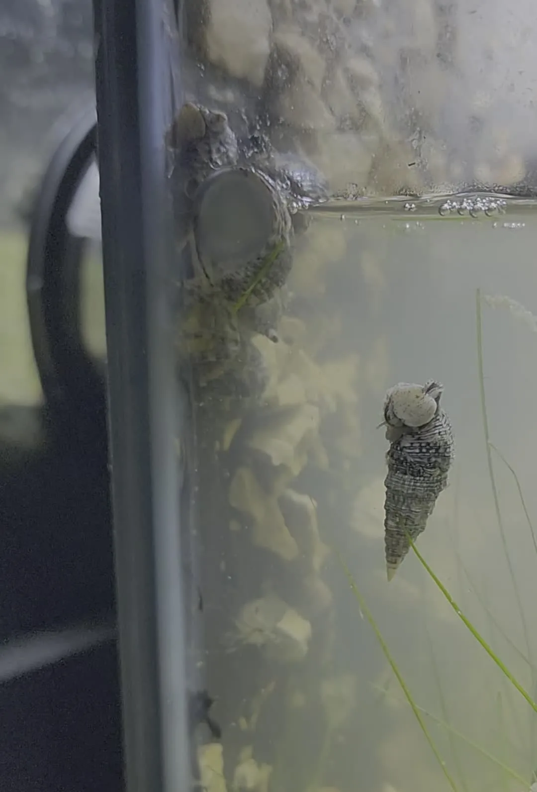 Cerith snail in the Seagrass Meadow during the 2024-10-14 egg-laying observation window.