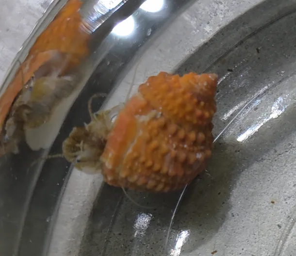 Chestnut Turban Snail
