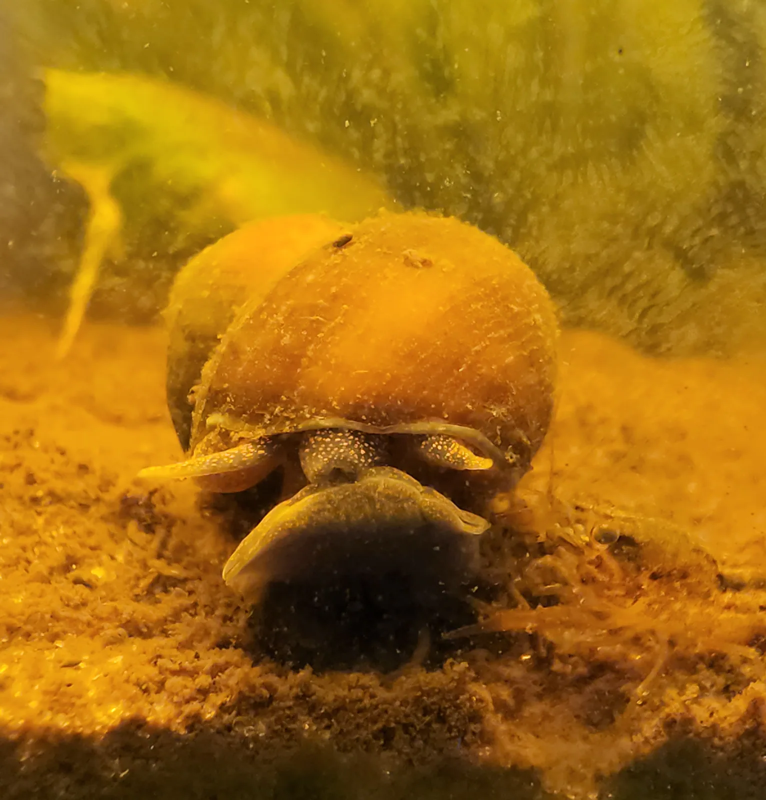 Chinese Mystery Snails