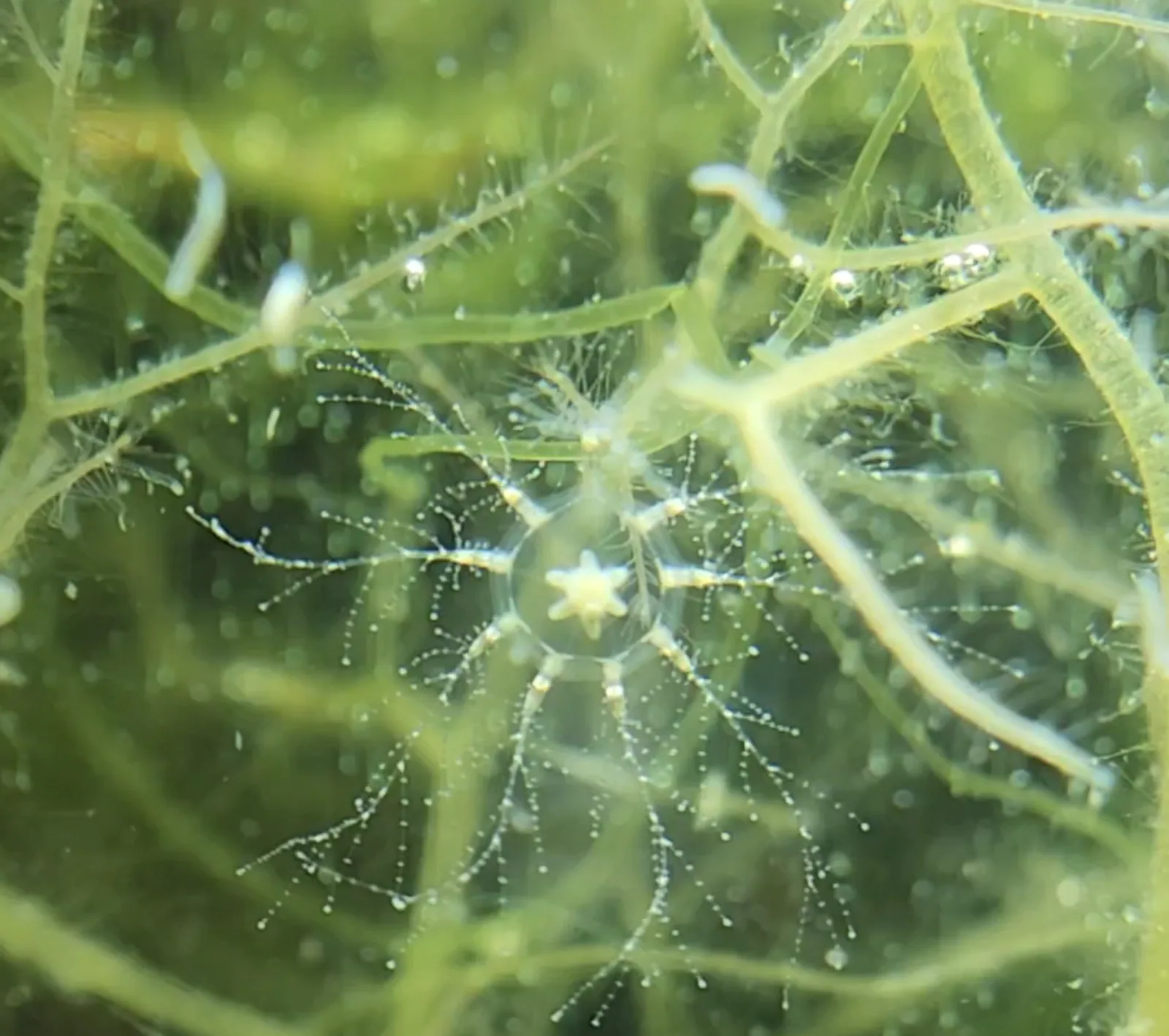 Cladonema Jelly